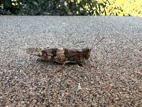 Pallid-winged Grasshopper