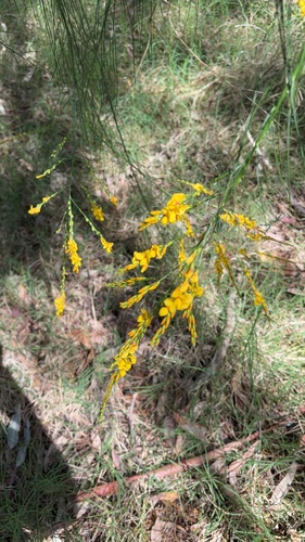 Viminaria juncea, 2026-10-26