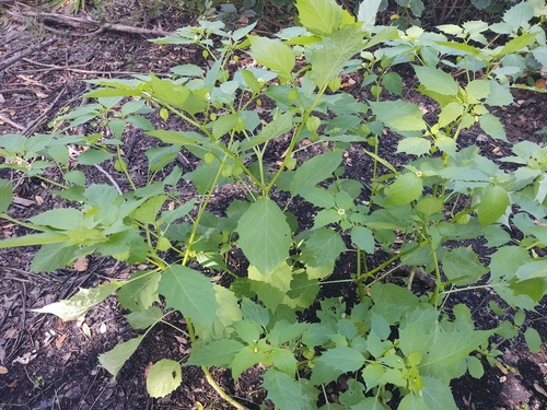 Physalis angulata observed 2026-10-25