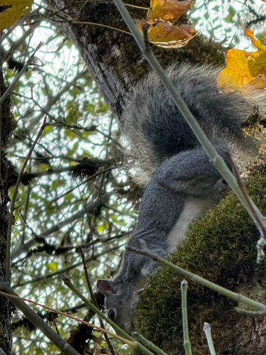 Sciurus griseus, 2026-10-25