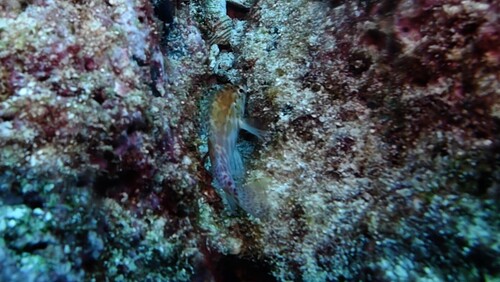 Cirrhitichthys oxycephalus observed 2026-10-23