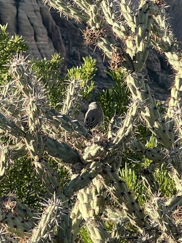 Black-throated Sparrow