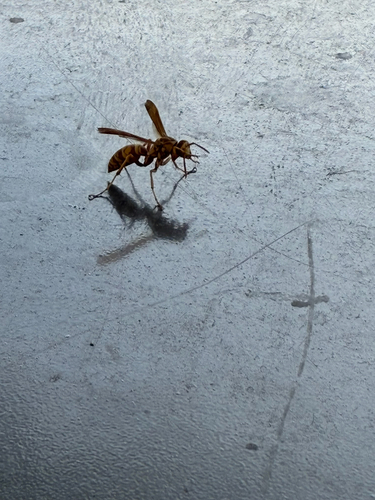 Apache Paper Wasp