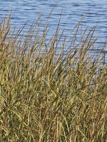 Sporobolus alterniflorus, 2026-10-24
