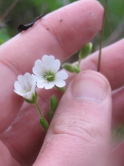Cerastium viride