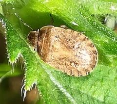 Sciocoris macrocephalus