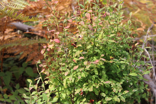 Vaccinium parvifolium, 2026-10-25