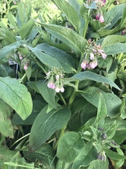 Symphytum officinale