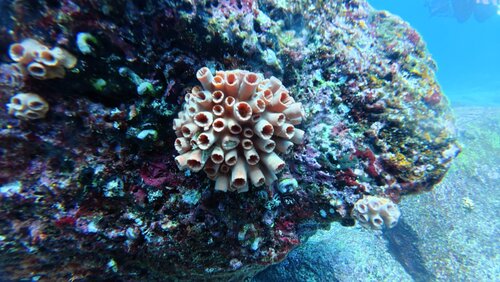 Tubastraea coccinea observed 2026-10-23