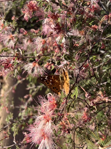 Calliandra observed 2026-10-25