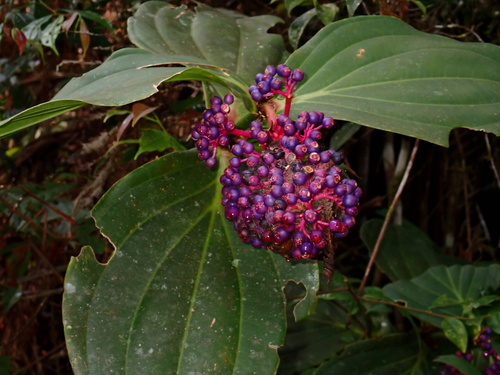 Medinilla observed 2026-10-20