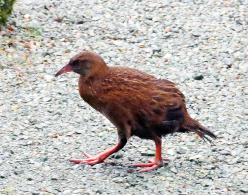 Gallirallus australis observed 2026-10-25