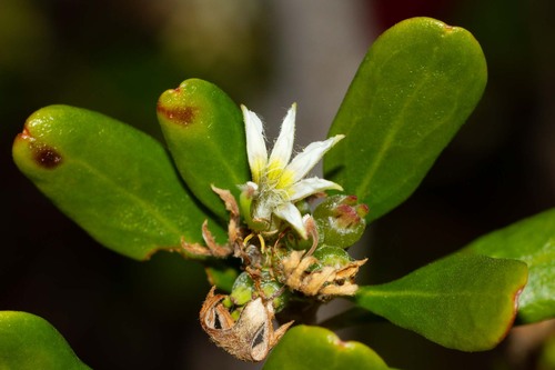 Scaevola montana observed 2026-10-24