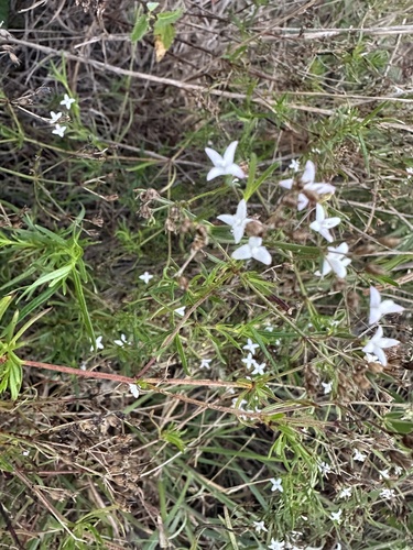 diamond-flowers