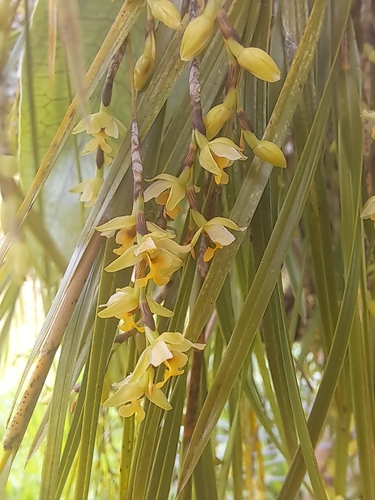 Earina mucronata observed 2026-10-26
