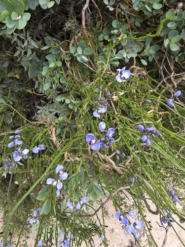 Comesperma volubile observed 2026-10-26