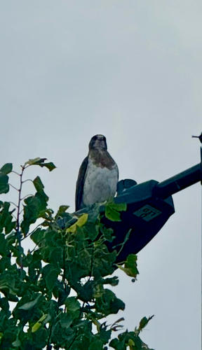Swainson's Hawk