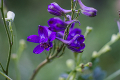 Delphinium fissum
