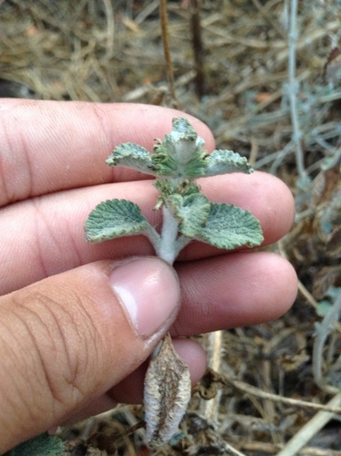 White Horehound