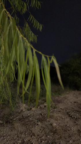 desert willow