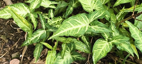 Syngonium angustatum observed 2026-10-26