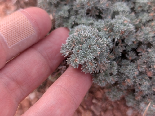 Artemisia frigida observed 2026-10-22