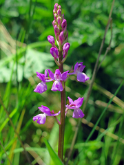 Orchis mascula laxifloriformis