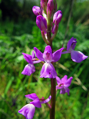 Orchis mascula laxifloriformis
