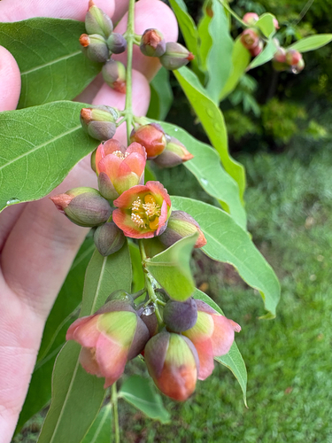 Cratoxylum cochinchinense observed 2026-10-26