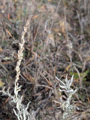 Silver Wormwood
