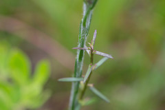 Carphephorus pseudoliatris