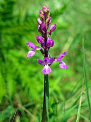 Orchis mascula laxifloriformis