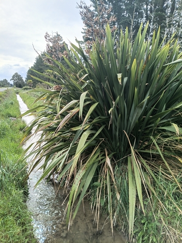 Phormium, 2026-10-26