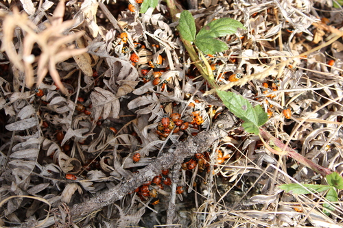 Convergent Lady Beetle