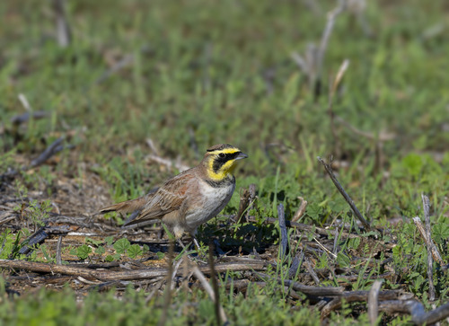 Horned Lark