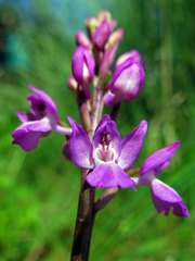 Orchis mascula laxifloriformis