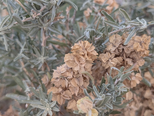 Fourwing Saltbush