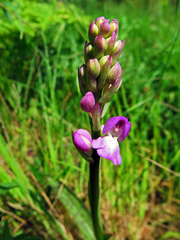 Orchis mascula laxifloriformis