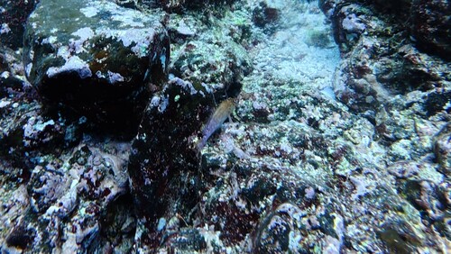 Cirrhitichthys oxycephalus observed 2026-10-23