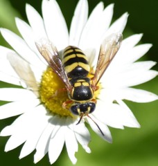 Bicyrtes insidiatrix