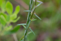 Carphephorus pseudoliatris