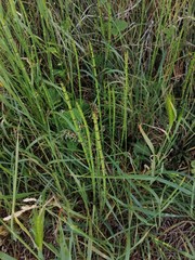 Equisetum × moorei