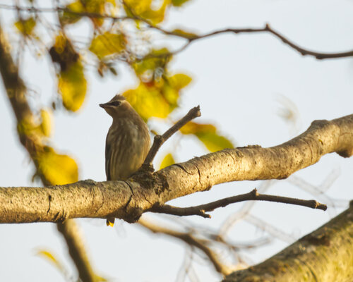 Cedar Waxwing