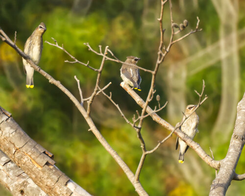 Cedar Waxwing