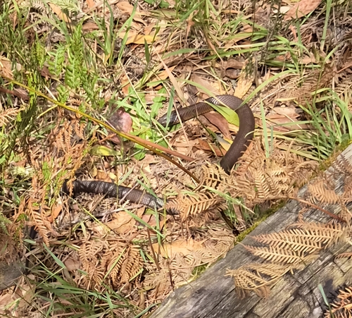 Notechis scutatus, 2026-10-26