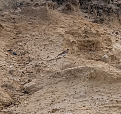Horned Lark