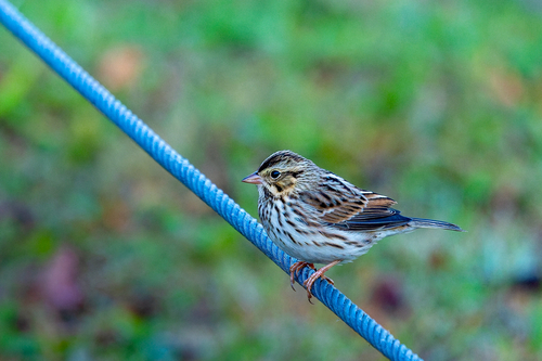 Savannah Sparrow