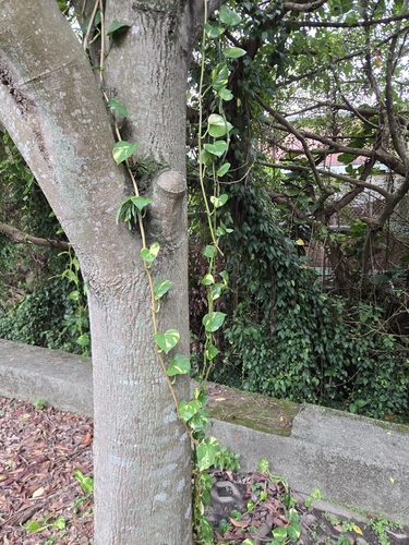 Scindapsus observed 2026-10-26