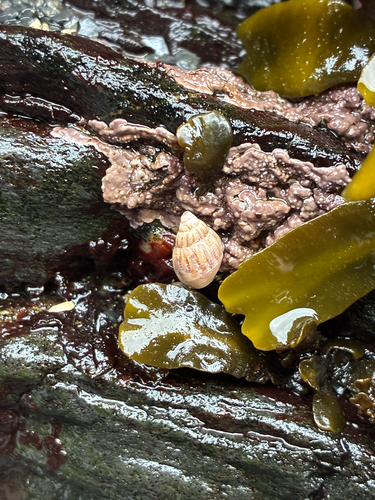 Amphissa columbiana, 2026-10-24