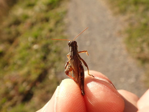 Red-legged Grasshopper